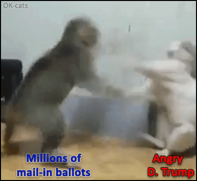 Funny Cat GIF with captions • Angry Donald Trump vs. Millions of mail-in ballots • The struggle is real! Funny Cat GIF with captions • Angry Donald Trump vs. Millions of mail-in ballots • The struggle is real!