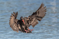 African oystercatcher - Birds In Flight Photography Cape Town with Canon EOS 7D Mark II Copyright Vernon Chalmers