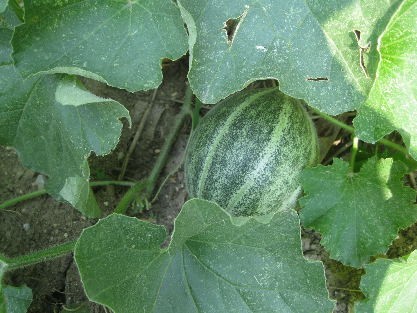 The Mountain Gypsy Watching My Melons Grow