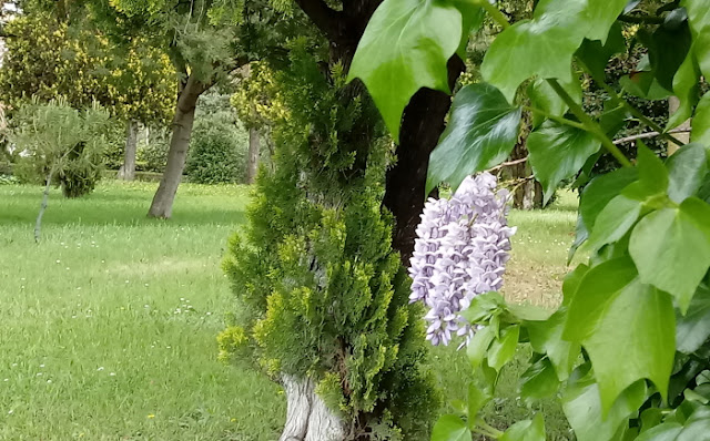 in our garden - CASA SANTO SPIRITO