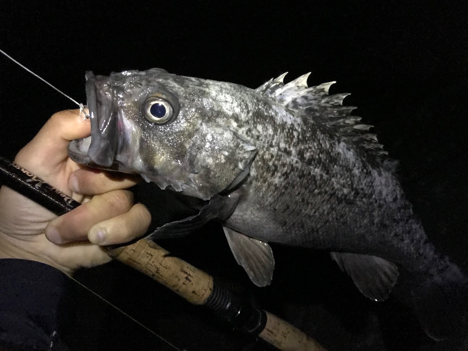 怪魚と世界の旅ノート 19