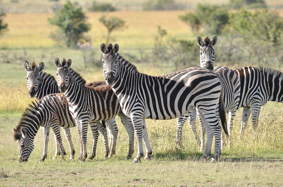 fakta kuda zebra