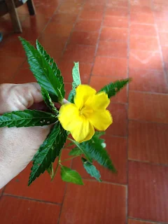 Planta de Turnera ulmifolia, yellow alder tonic, Damiana, es una planta con flores amarillas de cinco pétalos, hojas lanceoladas de color verde oscuro