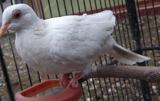 4 Ciri Perbedaan Paling Akurat Burung Perkutut Putih Yang Asli