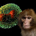 Los CDC en alerta después de que aparece un caso raro de viruela del mono en Texas