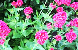 valeriana123home12