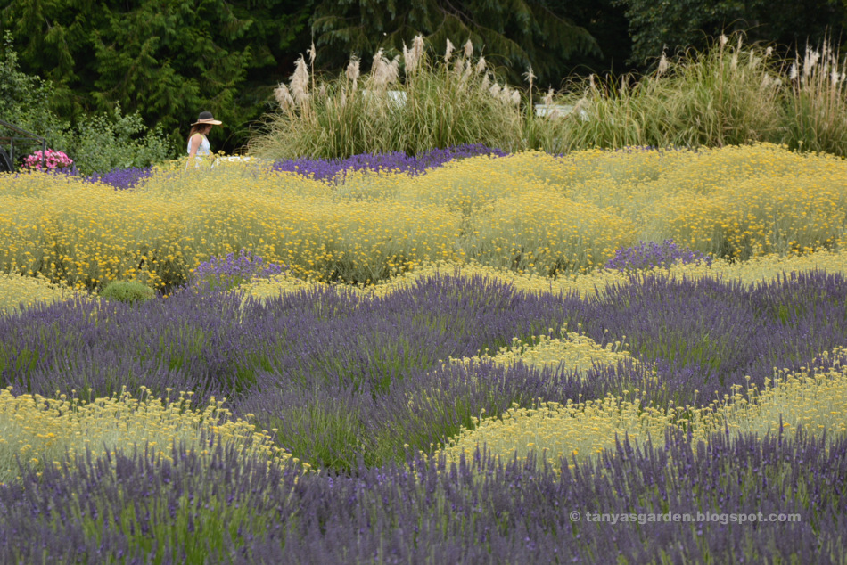 MySecretGarden Visiting Lavender Farms, Sequim, WA