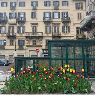 Tulipani in piazza Emanuele Filiberto