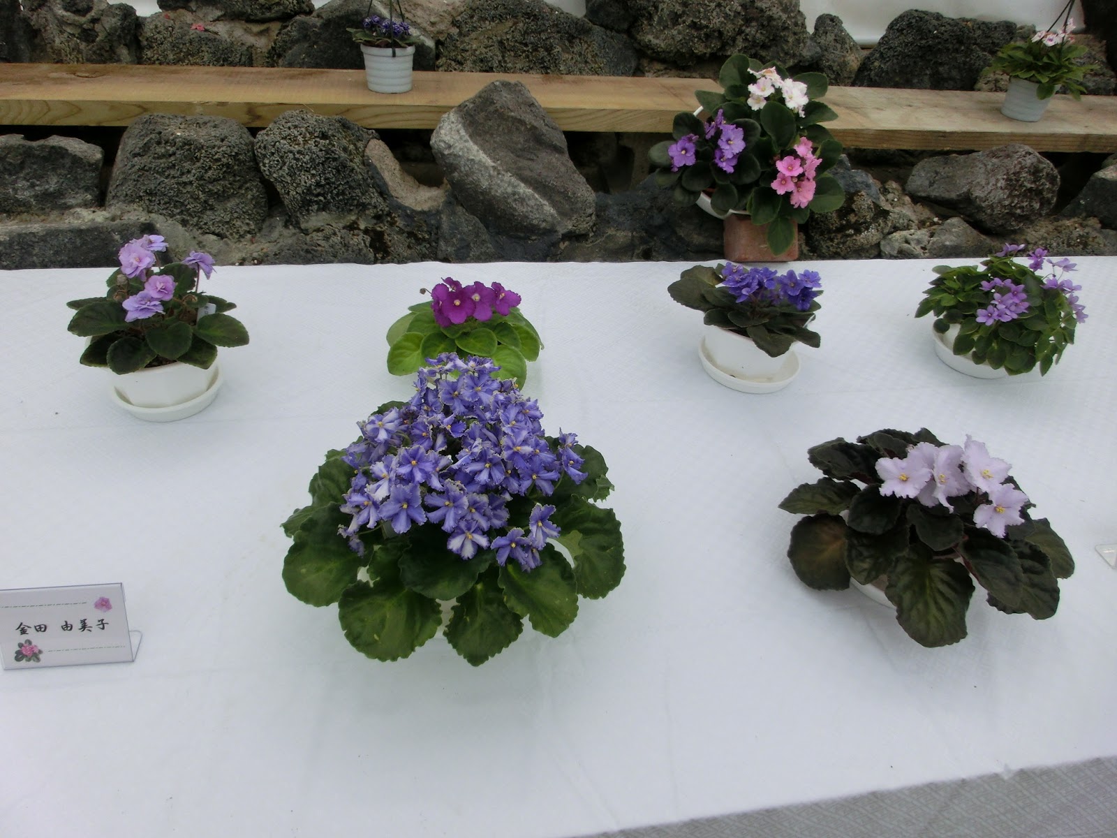 広島市植物公園ブログ セントポーリアとイワタバコの仲間展 6 7