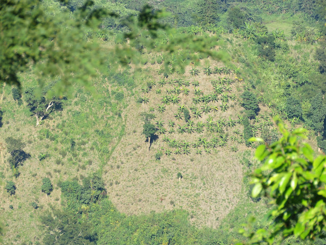 Banana garden at the top of the hill