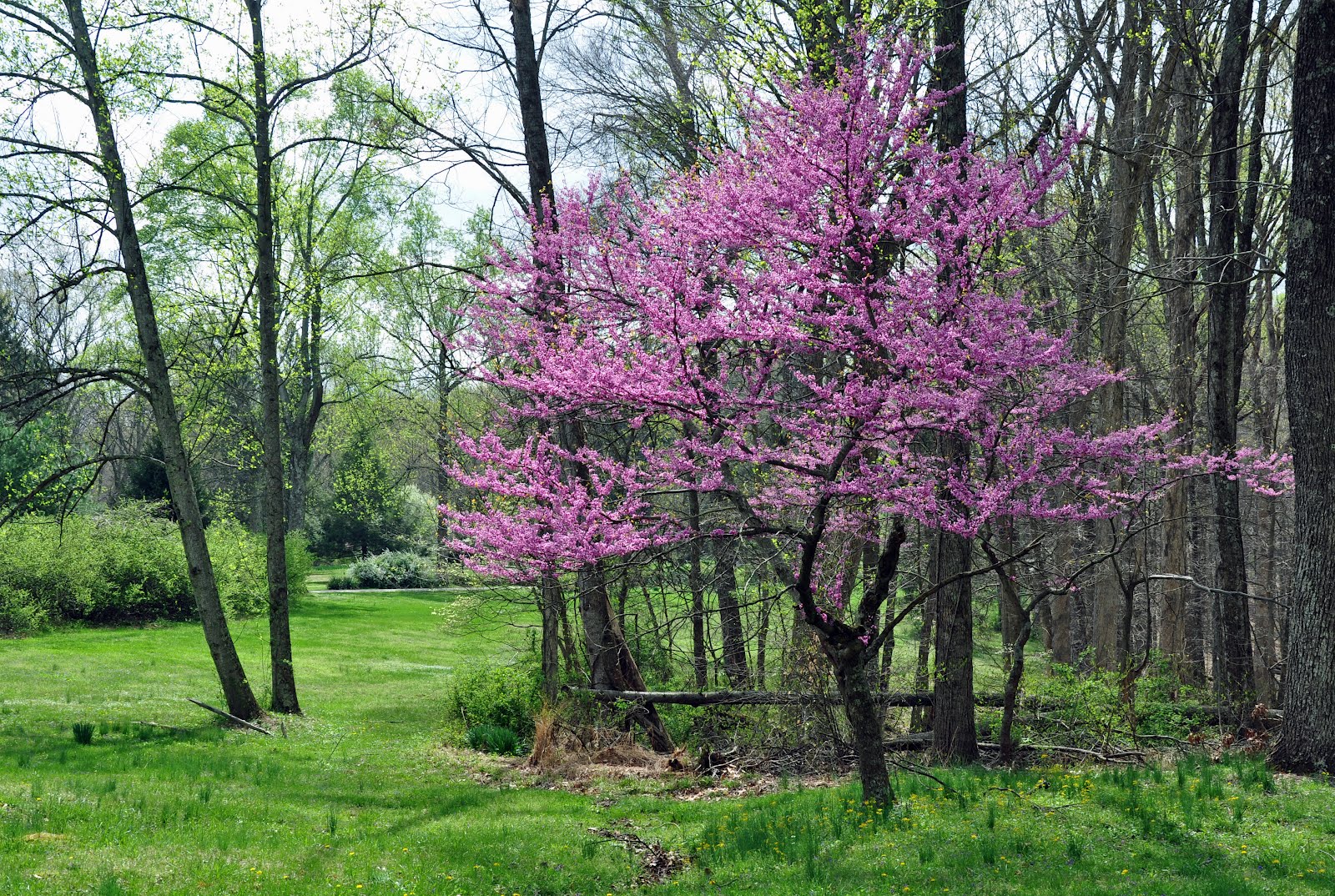 It's The Journey... Spring Comes to Indiana