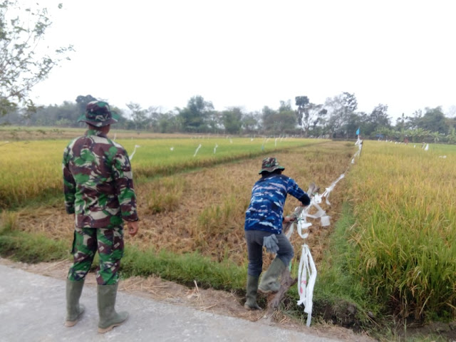 Tak Ingin Gagal Panen Satgas TMMD Usir Burung Disawah   