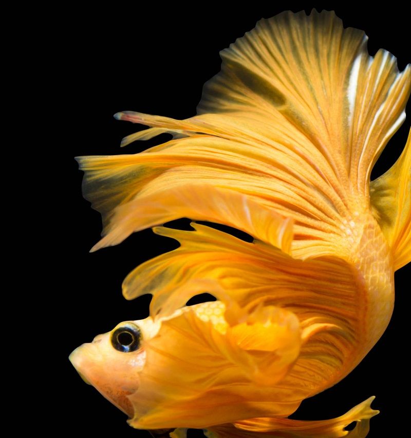 The Number One Question You Must Ask for How to Feed a Betta Fish Image The Number One Question You Must Ask for How to Feed a Betta Fish