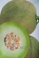harga bibit melon, pertiwi anvi, benih pertiwi, tanaman melon, buah melon, jual benih melon, Toko pertanian, toko online, lmga agro