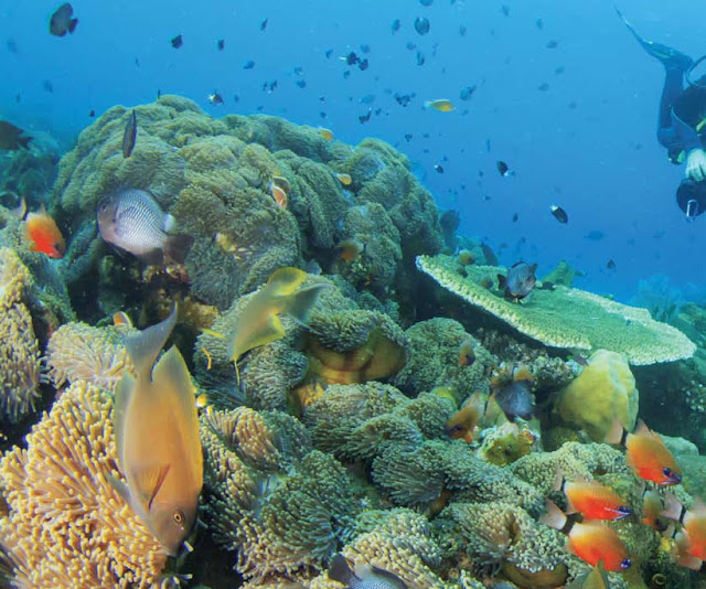 Taman Laut Bunaken