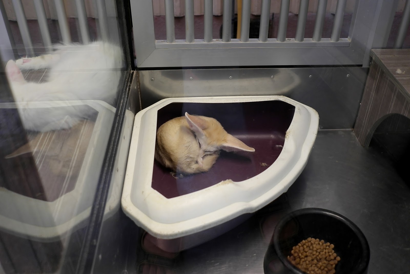 JE TunNel One of Top 10 largest Pet Shops in the World! CHEW THEAN