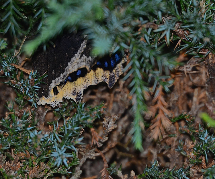 Mourning Cloak butterfly tucks into a cedar for the night.