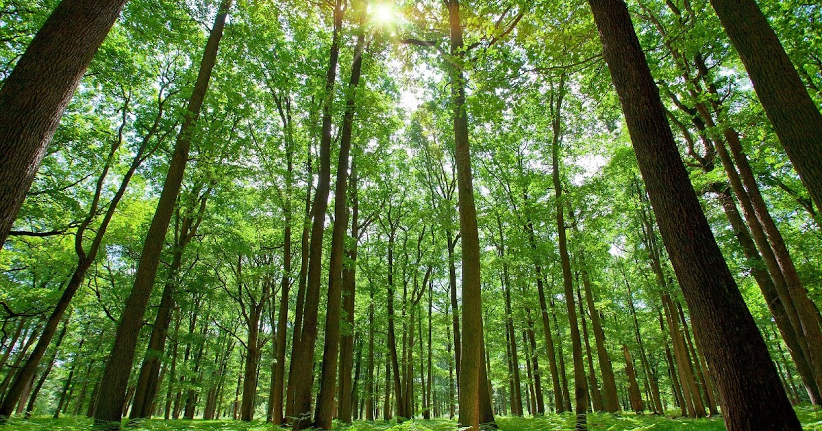 Tropical Thorn Forest