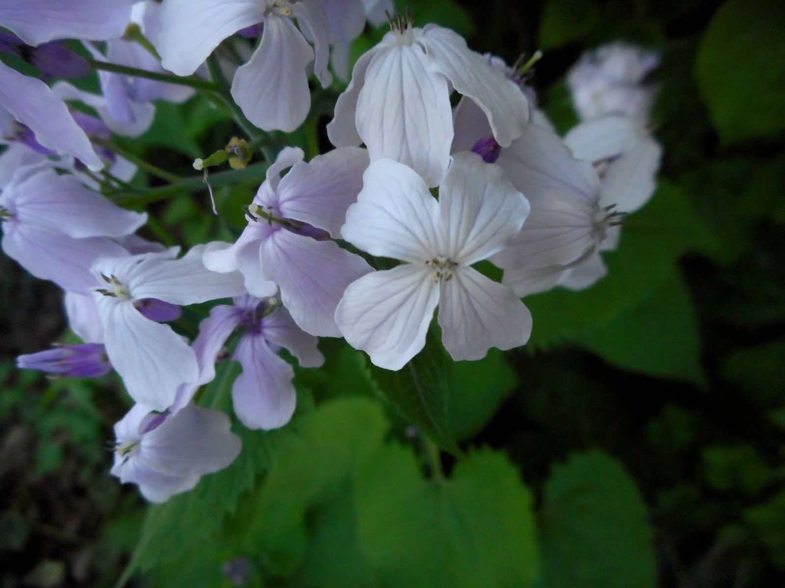 Gardening With Grace Plant of the Week Lunaria rediviva