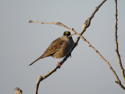 sacramento national wildlife refuge california birding