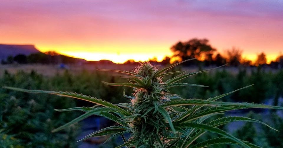 Remedy Through Rocky Mountain Pure