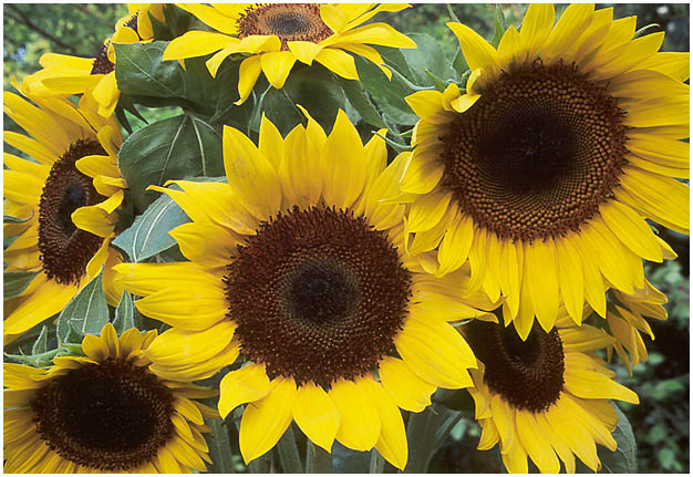 Manfaat Tanaman Bunga  Matahari  Dan Biji  Bunga  Matahari  Atau
