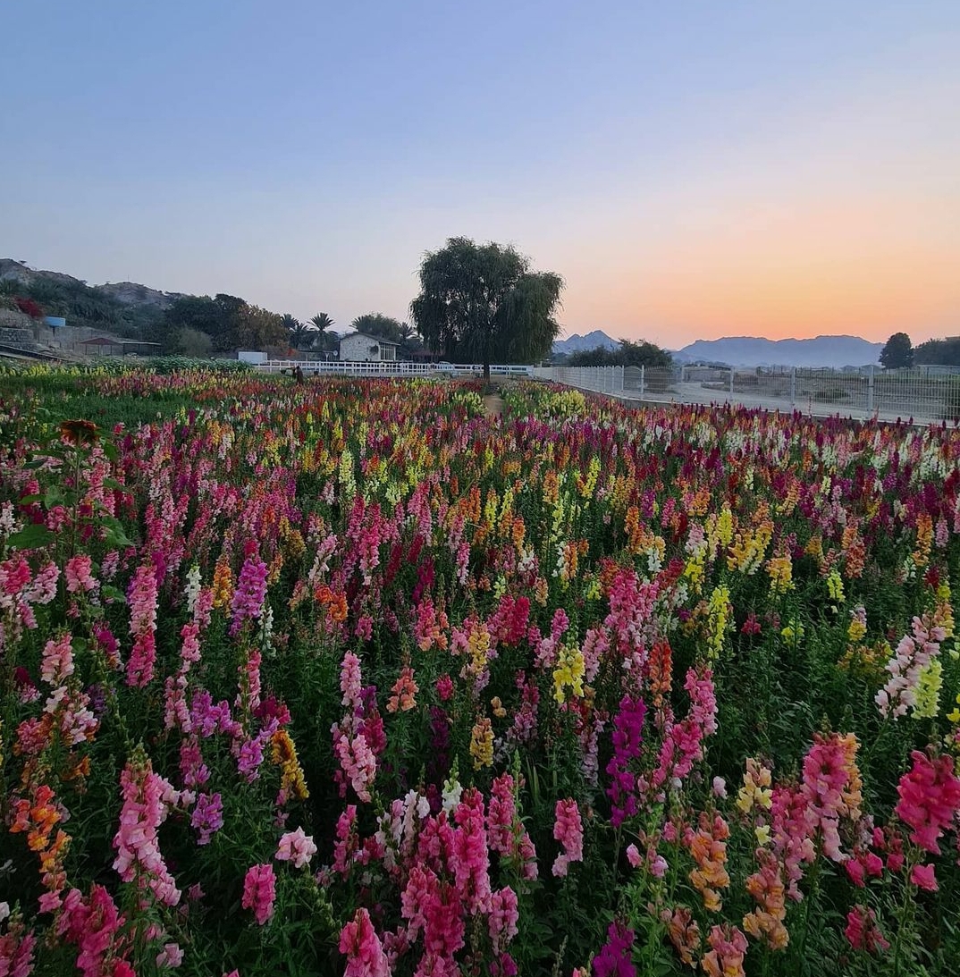 Wadi Asimah Flower Farm Review