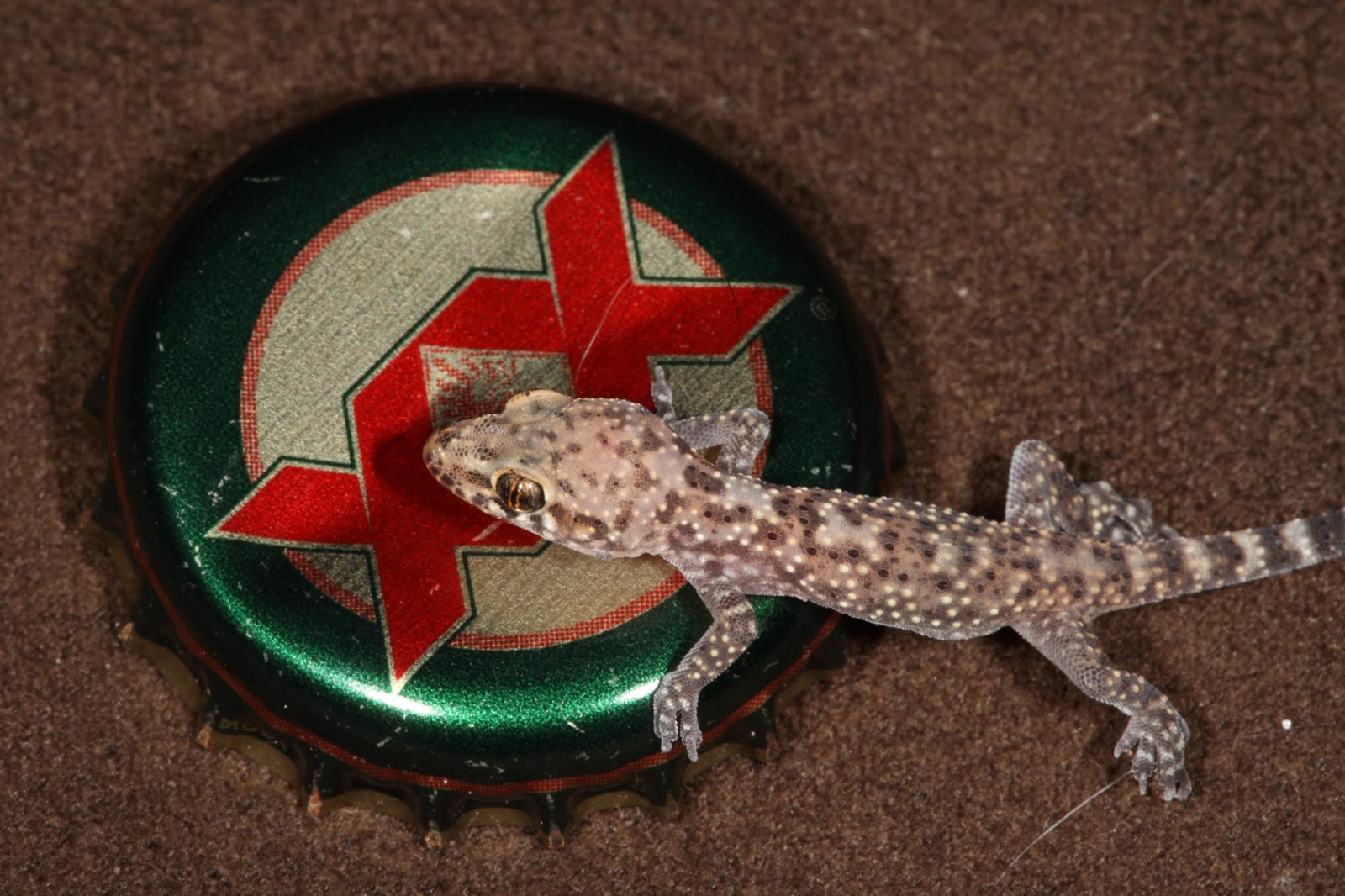 JaredDavidsonPhotography: Baby Mediterranean Gecko