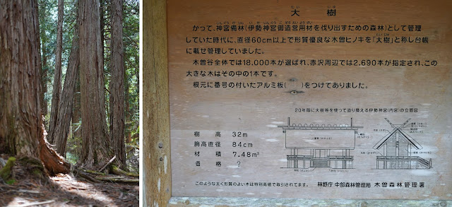 木曽桧　大樹の標識