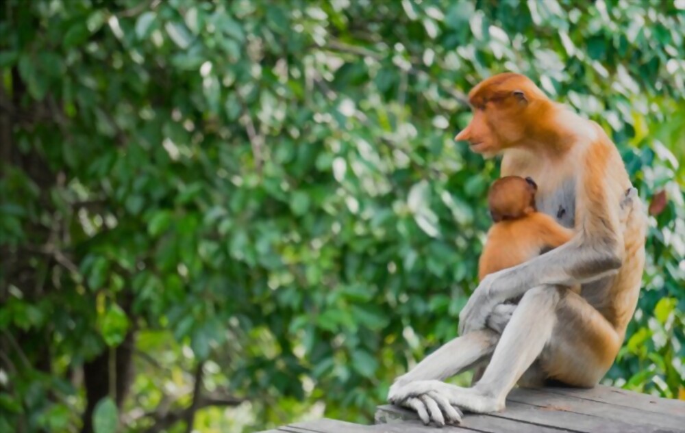 Probosci's Monkey: Most Amazing Monkeys