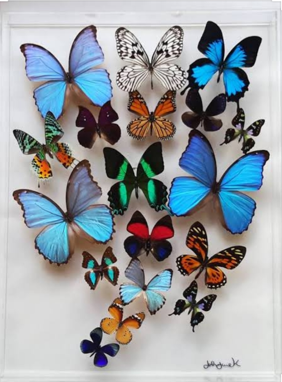 FiNd EvErYtHiNg ANATOMY OF ADULT BUTTERFLY