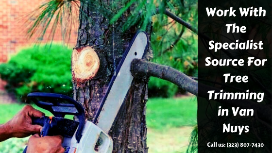 tree-trimming-in-van-nuys