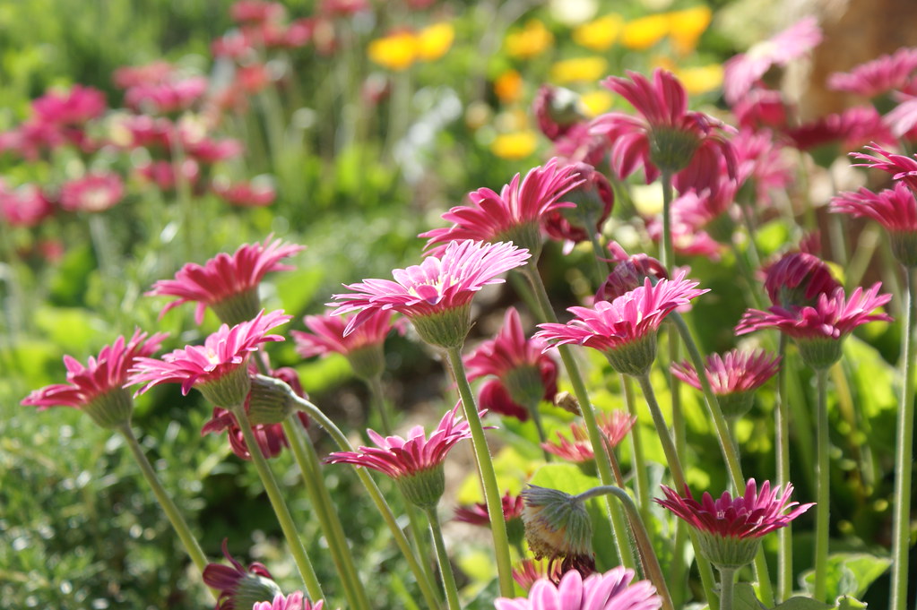 Gerbera jamesonii Barberton daisy Transvaal daisy Gerbera daisy care and culture