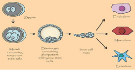 life cycle of a cell