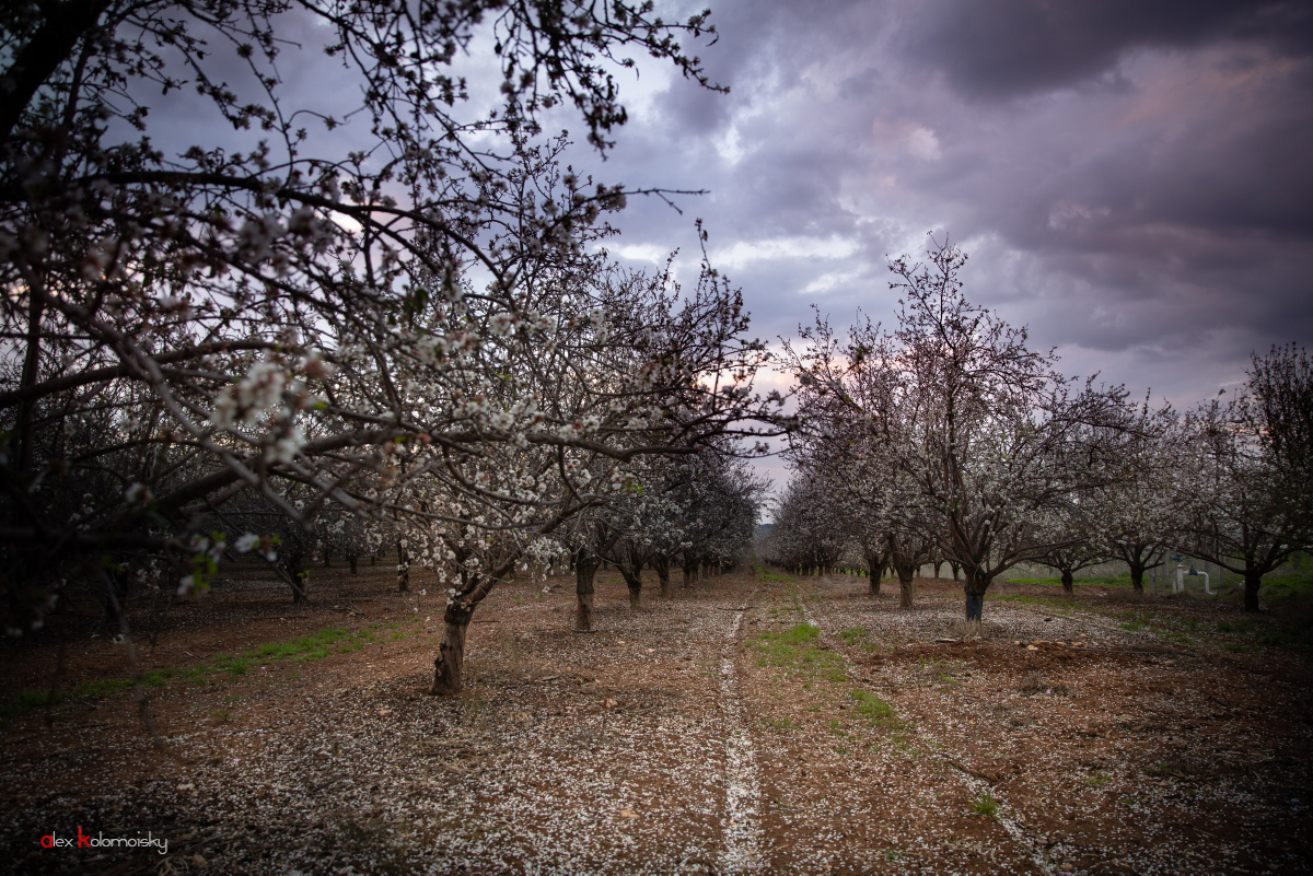 миндаль бодом. миндальные поля. для чего полезен миндаль. миндаль горький дерево. большинство миндалевый.