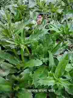 ধনে পাতার উপকারিতা,Amazing Benefits Dhone patar upkarira