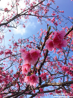 Cherry blossoms