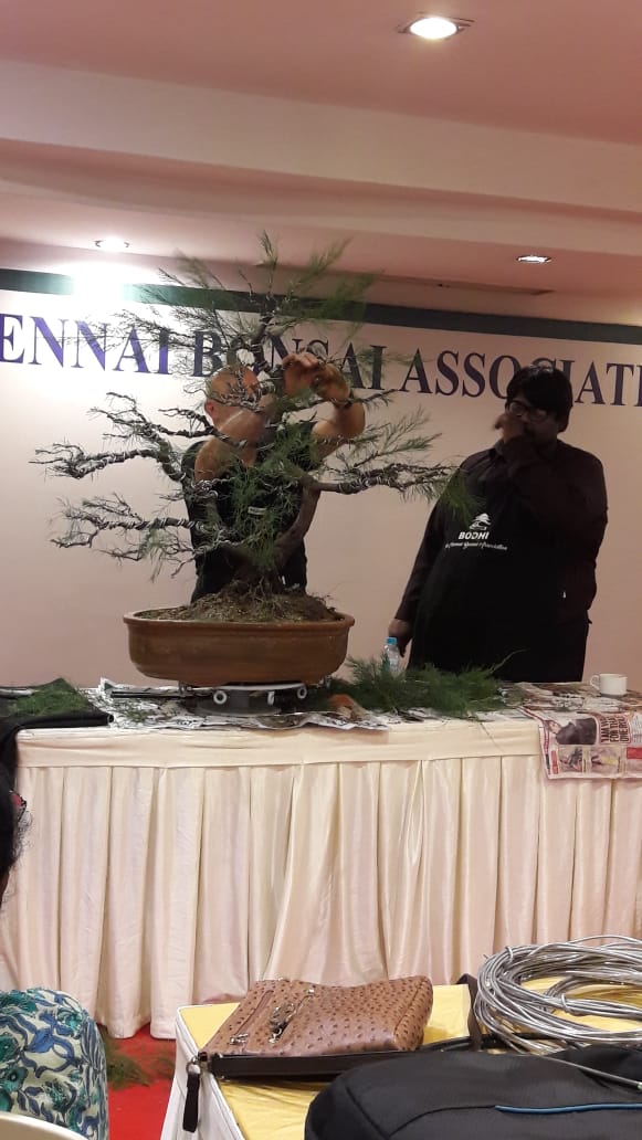 Bodhi Bonsai, Chennai, India