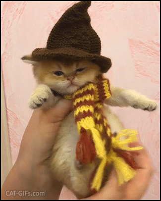 Cute Kitten GIF • Aww! Cutest Harry PURRter kitty ever. Adorable British shorthair kitten Cute Kitten GIF • Aww! Cutest Harry PURRter kitty ever. Adorable British shorthair kitten