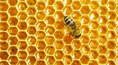 افضل أنواع العسل للعلاج