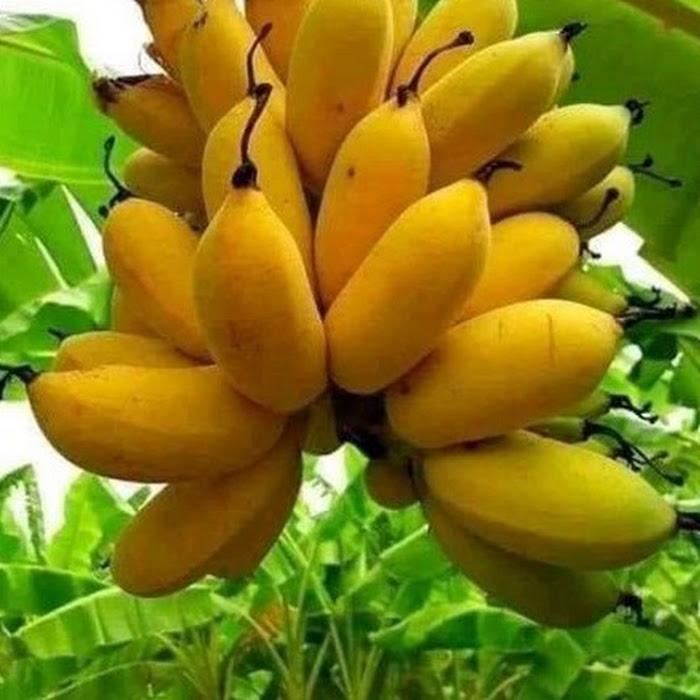 Bibit Buah Pisang Susu