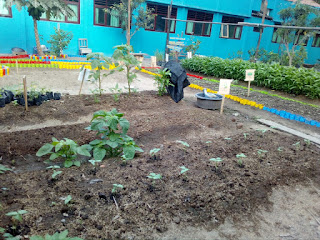 Kebun Taman Gizi Kampung KB Gumulan Kebun Taman Gizi Kampung KB Gumulan