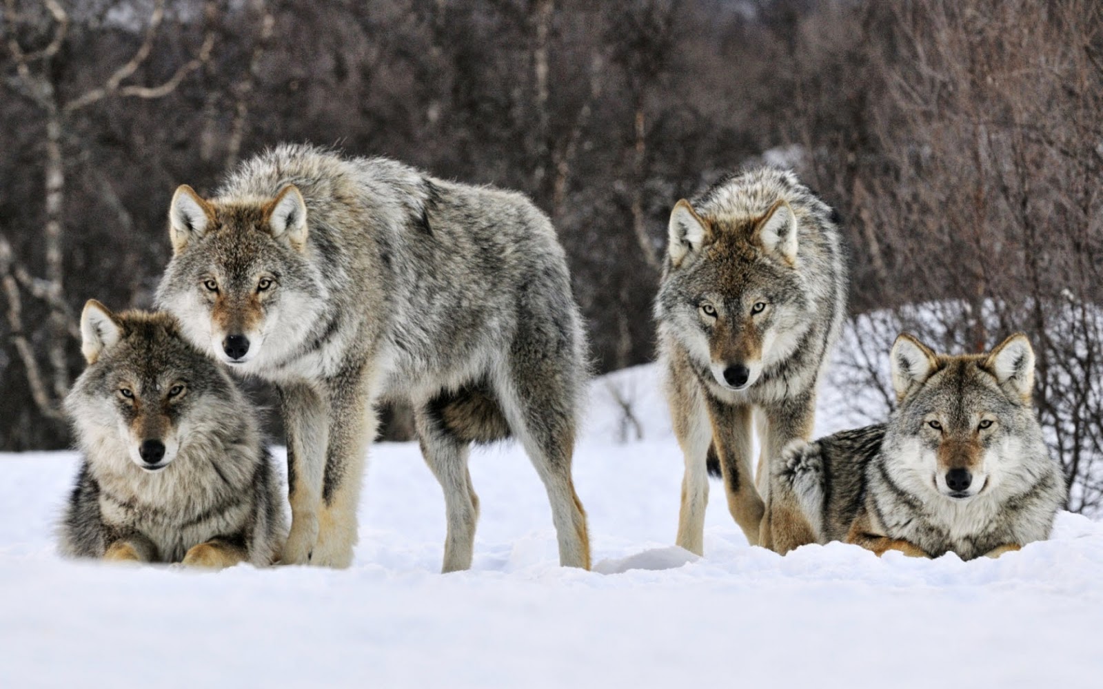 Animales Asombrosos: LOBO GRIS