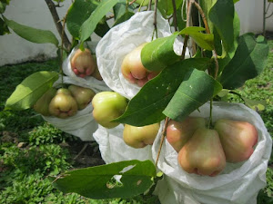 Daftar Harga Brongsong Buah per Januari 2024