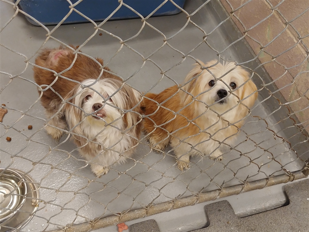 Shelter Dogs of Portland "CRIMSON" and "CLOVER" small BONDED Pair