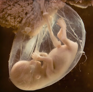 Bayi-Dalam-Kandungan-Baby-in-the-womb