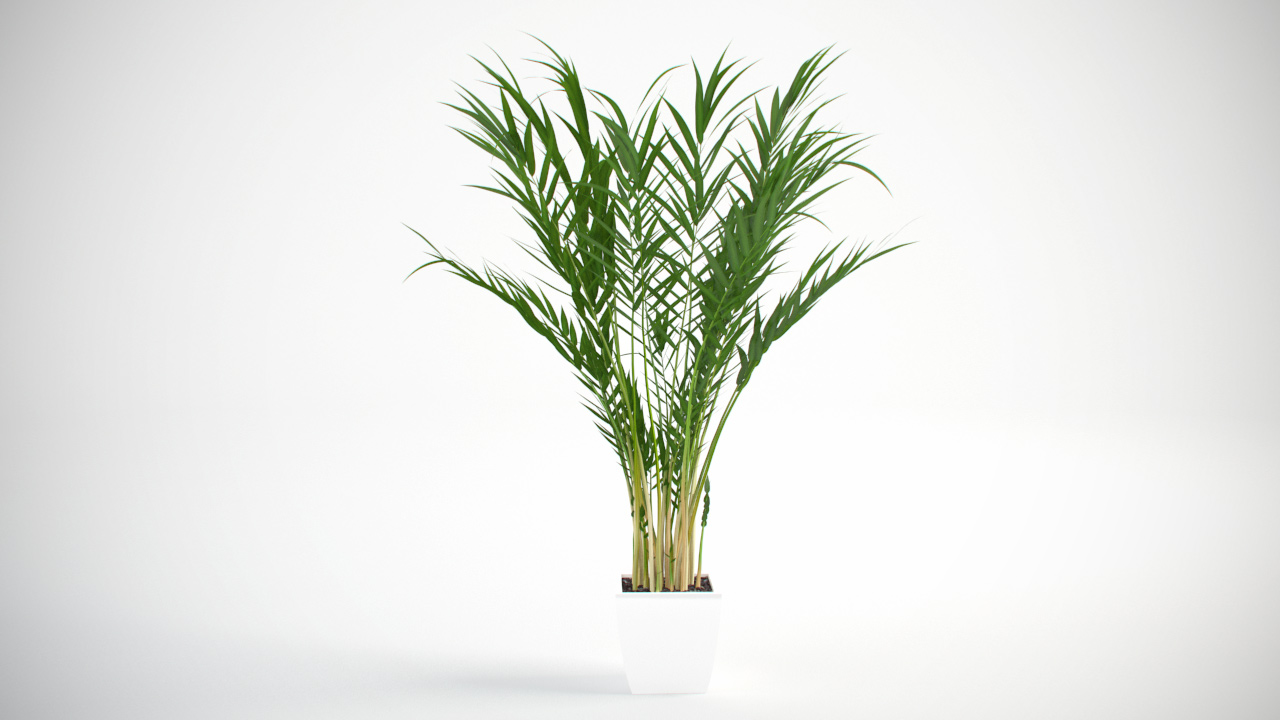 Plant 3 forms. Растения 3д. Пальма Арека 3d модель. Фотосток растения 3 d. Комнатные растения для скетчап.