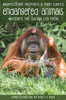 Learn about rare species as you explore and play with Safari Ltd Endangered Land Animals toob.  Free printable matching cards for the toob.