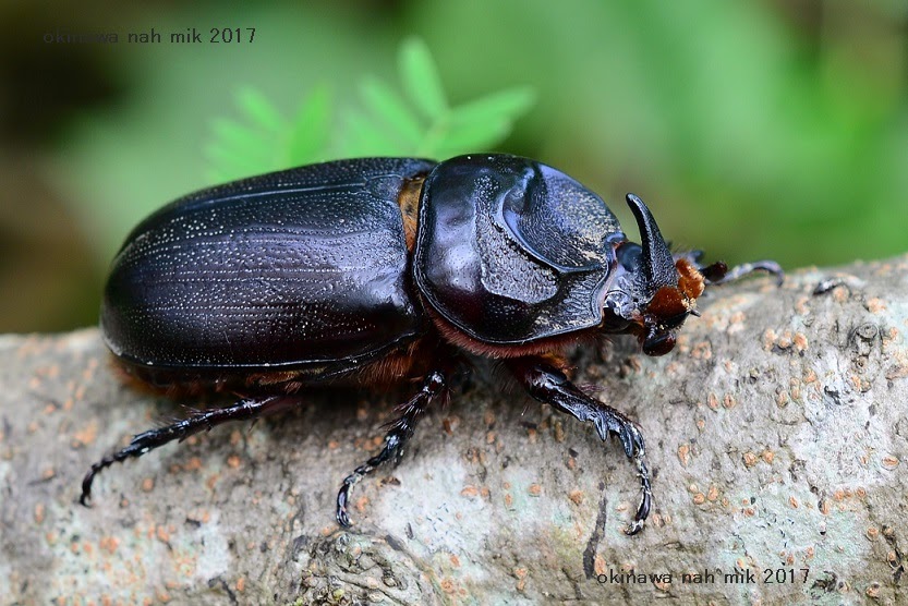 サイカブト（タイワンカブトムシ）