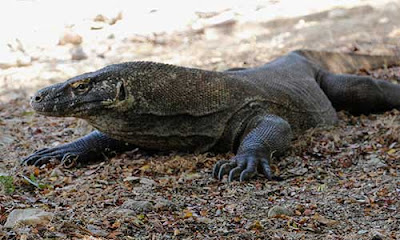 Top Komodo Island Tour packages from Labuan Bajo